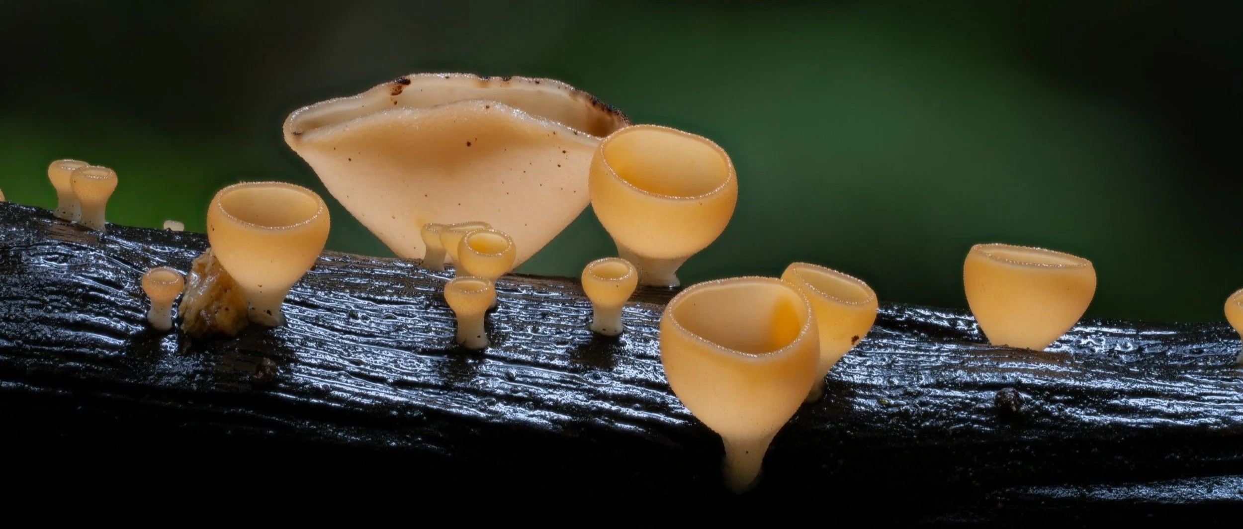 Planet Fungi in the press — Planet Fungi
